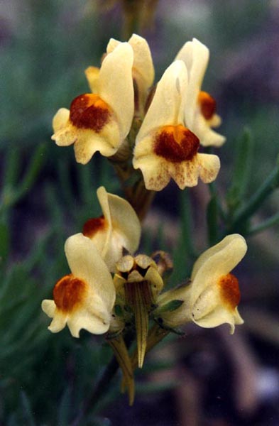 Linaria tristis en fleurs sur des éboulis calcaires dans le sud de l'Espagne